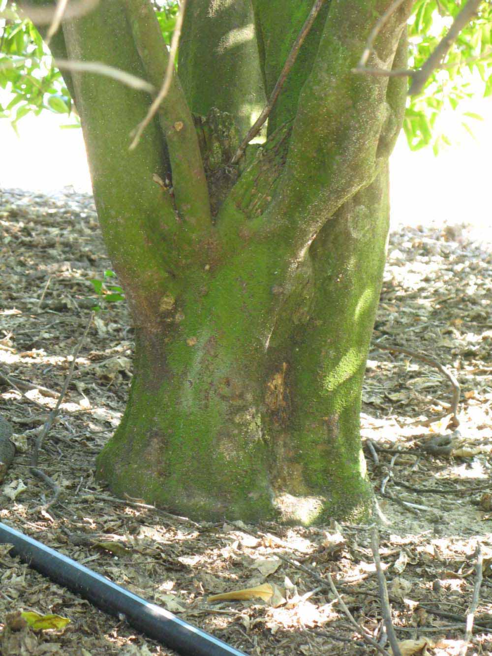            Bark (Winter Haven, FL)   